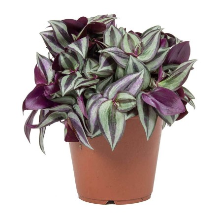 Tradescantia Zebrina- Wandering Jew